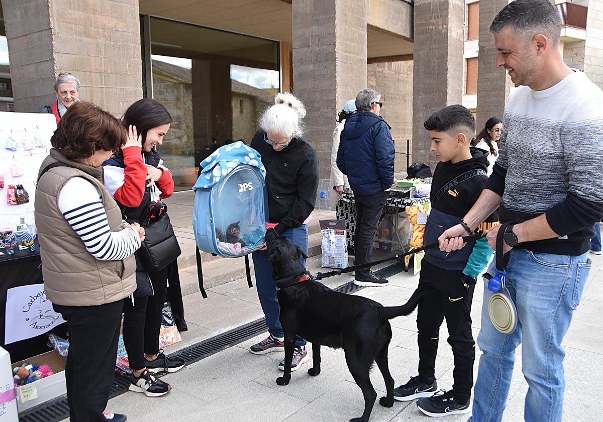 Perros y gatos que merecen un hogar y mucho cariño | La Gaceta de Salamanca